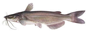Channel fish
